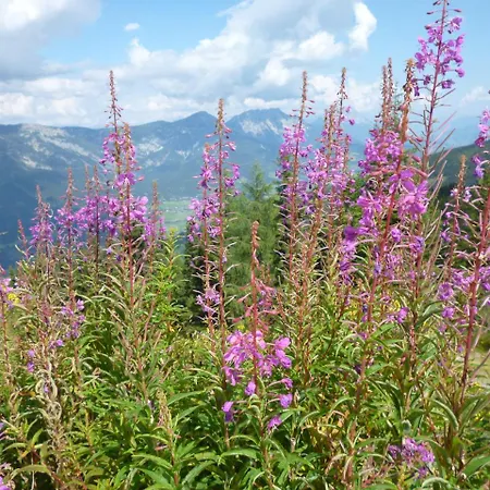 Alpehytte Untergladner Schladming